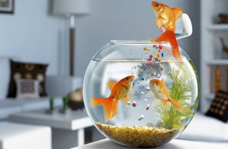 Một số vị trí kiêng kỵ khi đặt bể cá trong nhà bạn cần tránh